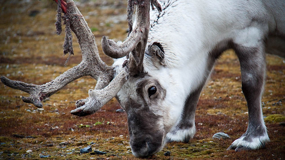 Eating reindeer